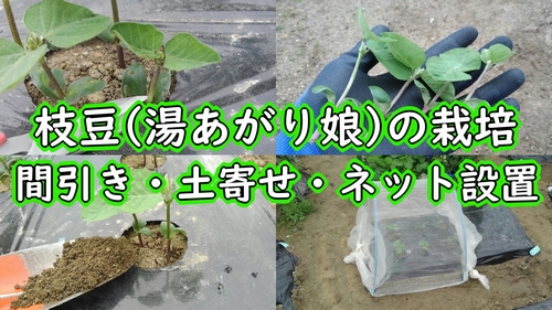 枝豆の間引きと、土寄せと、害虫対策