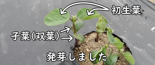 発芽した枝豆