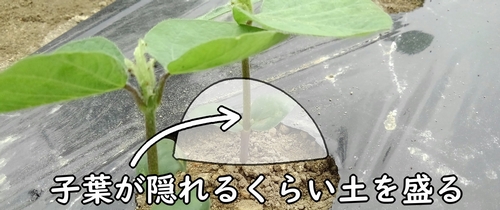 土は、枝豆の子葉が隠れるくらい寄せる