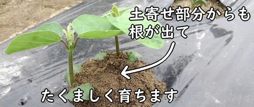 枝豆は、土寄せ部分からも根が出る