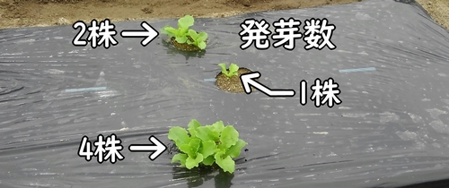 発芽したサンチュ