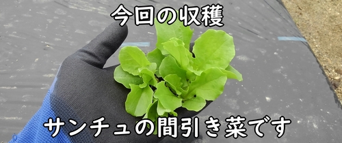 サンチュ（サンチェ、チシャ菜）の間引き菜