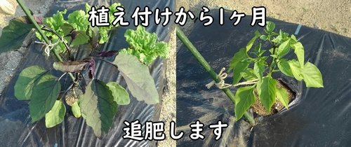 植え付けから約1ヶ月経った長ナスとミニパプリカ