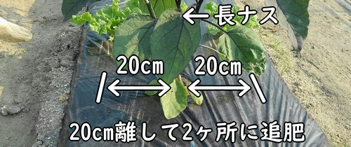 長ナスの追肥位置