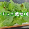 サンチュ（サンチェ、チシャ菜）の収穫