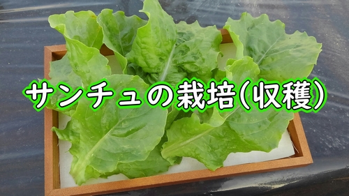 サンチュ（サンチェ、チシャ菜）の収穫