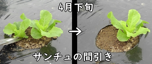 サンチュ（サンチェ、チシャ菜）の間引き