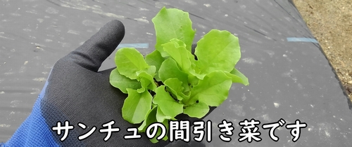 サンチュの間引き菜