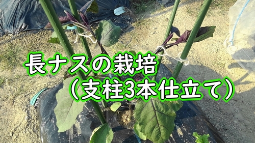 長ナスの3本仕立て