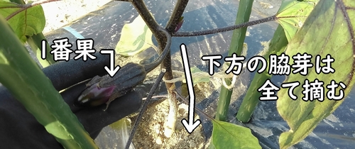 一番果より下の脇芽は摘む