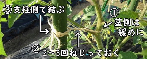 ミニトマトの茎を支柱に誘引する