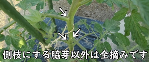 側枝の脇芽以外は全て摘む