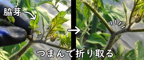 ミニトマトの脇芽の摘み方