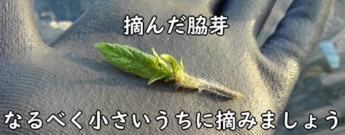 摘み取ったミニトマトの脇芽