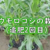 トウモロコシ（スイートコーン）の栽培：追肥2回目