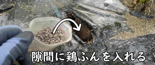 広げた隙間に鶏糞を追肥する