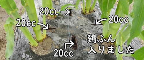 追肥箇所に鶏糞入りました