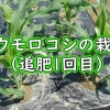 トウモロコシ（スイートコーン）の栽培：追肥1回目