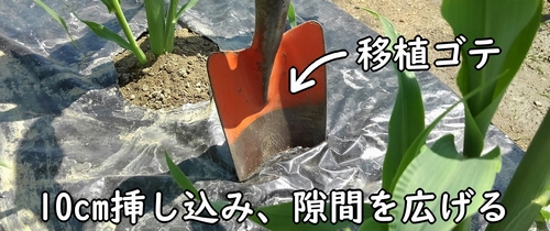 追肥箇所に移植ゴテを挿す