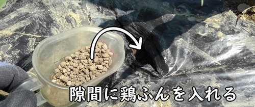 広げた隙間に鶏糞を追肥する