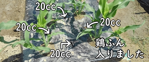 追肥箇所に鶏糞が入りました