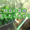 枝豆の栽培（開花したら水やりを）