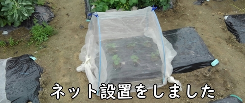 枝豆の害虫対策