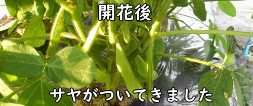 枝豆のサヤ