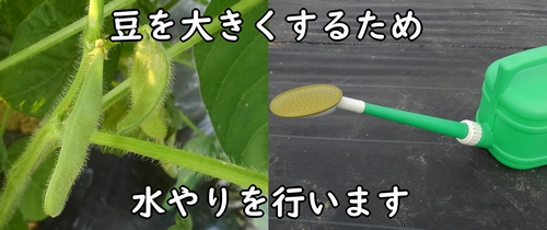 開花後の枝豆は水が必要