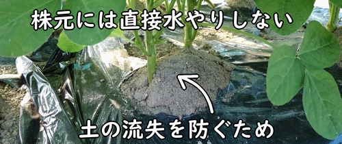 株元には水やりしない