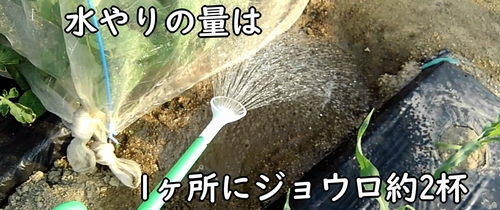 枝豆の畝の下に水やりする