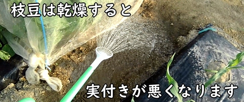 枝豆は開花したら水が必要