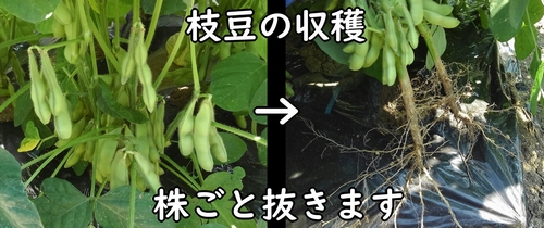 枝豆は株ごと抜いて収穫