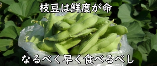 収穫した枝豆は早めに食べましょう