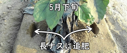 長ナスに追肥