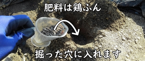 追肥には鶏糞を使用