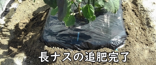 長ナスの追肥完了