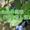 長ナスの栽培：切り戻し剪定（ナスの仲間の剪定の仕方）