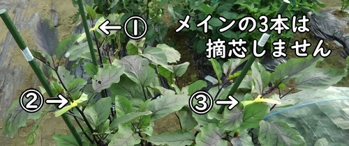 長ナスの栽培 切り戻し剪定 有機栽培でおいしい野菜作り