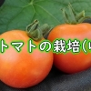 ミニトマト（プチトマト）の収穫