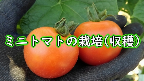 ミニトマト（プチトマト）の収穫