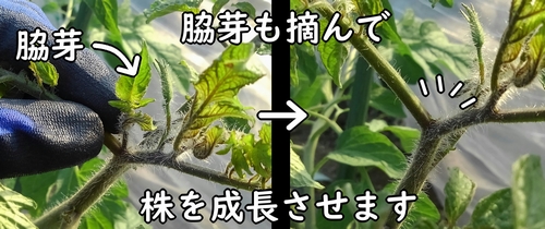 ミニトマト（プチトマト）の脇芽摘み