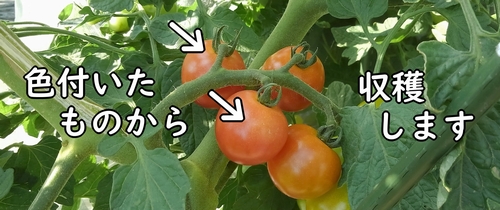 ミニトマトは赤くなったものから収穫する