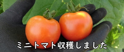 収穫したミニトマト（プチトマト）