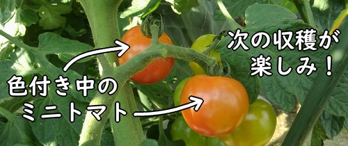 次に収穫できそうなミニトマト