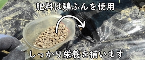 追肥には鶏糞を使う