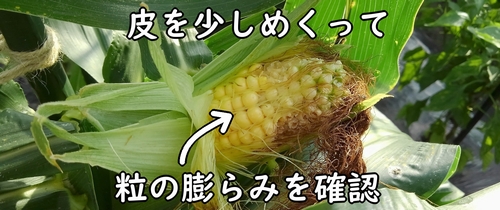 粒が膨らんだら、収穫のタイミングです