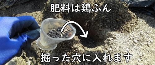 追肥の肥料は鶏糞を使う