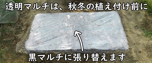 透明マルチは、太陽熱消毒後に黒マルチに張り替える