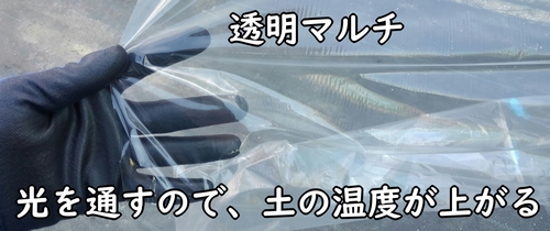 太陽熱消毒に使う透明マルチ